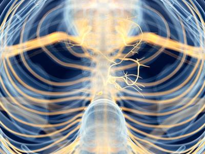 Why You Should Pay Attention to your Vagus Nerve in 2020