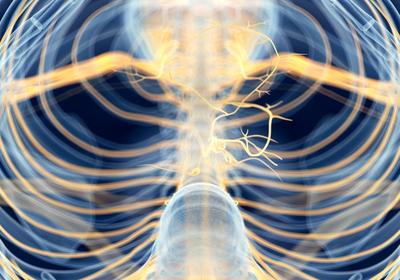 Why You Should Pay Attention to your Vagus Nerve in 2020