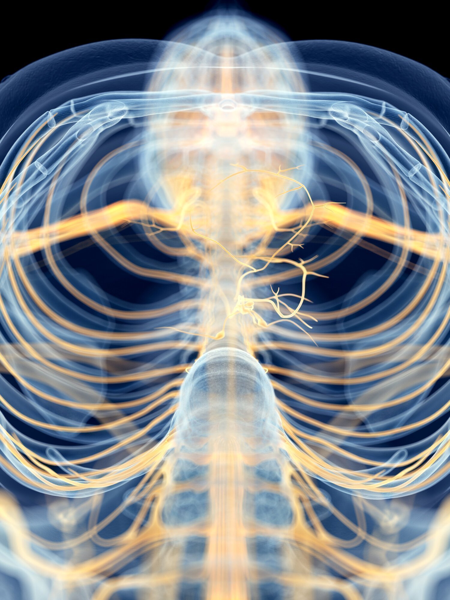 Why You Should Pay Attention to your Vagus Nerve in 2020